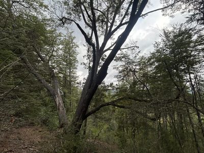 Alto de las Labranzas