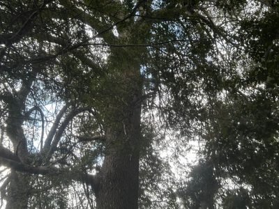 Alto de las Labranzas